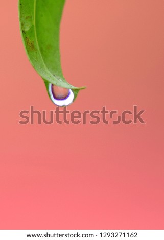 green leaf with water drop water on pink background
