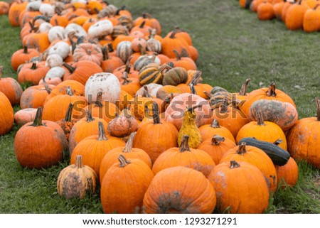 Pumpkins on the ground