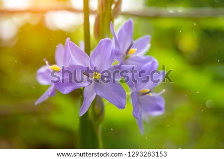 Close up violet flower (Scientific name Monochoria elata Ridl plant) with sunlight and floating light.