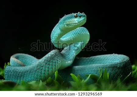 Snake Trimeresurus Insularis - Original Indonesian in Blue - From Komodo Island
The Original Indonesian Snake Blue Trimeresurus insularis, which is found in Indonesia, is usually yellow or green. On K