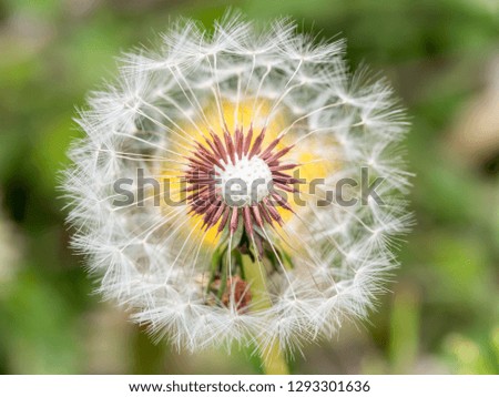 Close up of grown dandelion and dandelion seeds isolated