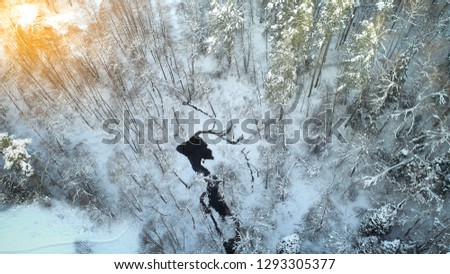 Aerial view of the forest and a small river. Natural photo.