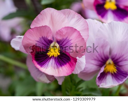 Beautiful blooming flowers pink color