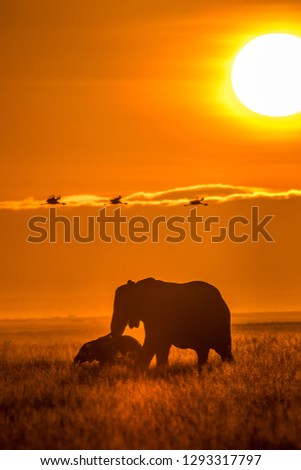 This image of Elephant is taken at Amboseli in Kenya.