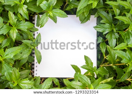 Layouts created from natural foliage surrounded by white paper, natural concepts