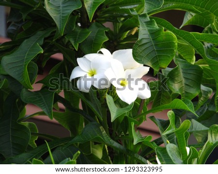 Fabulous fragrant pure white scented blooms with yellow centers of exotic tropical frangipanni species plumeria
