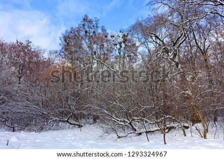 Landscape with frosty trees at snowy forest and blue sky. Natural impressionism.