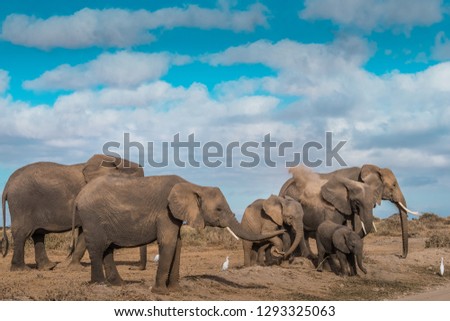 This image of Elephant is taken at Amboseli in Kenya.
