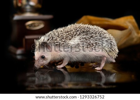 Little hedgehog on a black background
