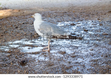 Scenic picture of a seagull standing by the seaside