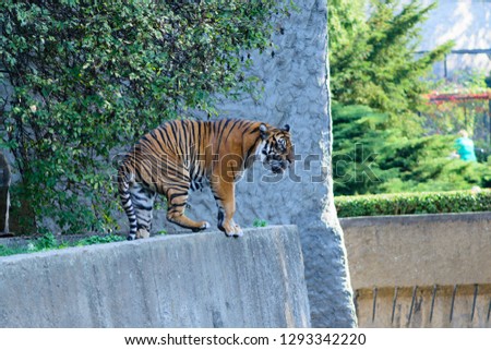 Beautiful and danger tiger