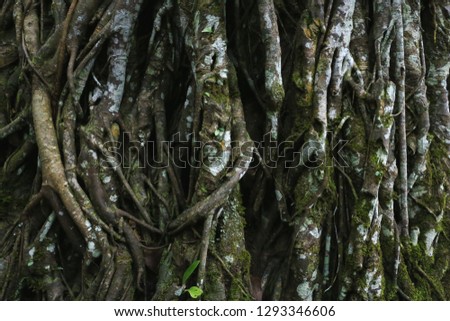 Trunk of Ficus religiosa or sacred fig, growing in India and South east Asia. It is known as bodhi, pippala, peepul, ashwattha. Considered to have religious significance in Buddhism and Hinduism.
