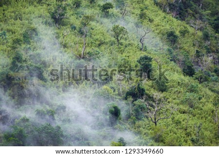 Beautiful pattern view of Dry trees growing on a mountain, covered with fog clouds. Picture taken in Nong Khiaq, northern Laos