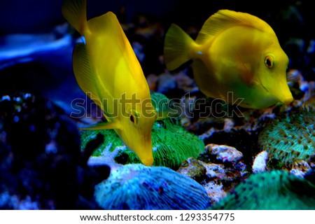 Zebrasoma is a genus of surgeonfishes native to the Indian and Pacific Oceans. They have disc-shaped bodies and sail-like fins