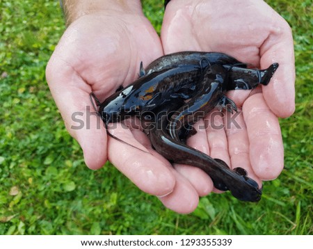 
Little catfish in hand