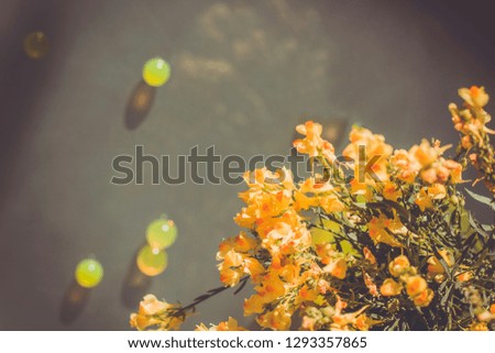 Bright yellow orange flowers on gray background. Isolated wildflowers. Hydrogel decor. Space for text