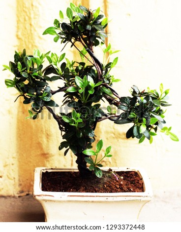 a bonsai plant