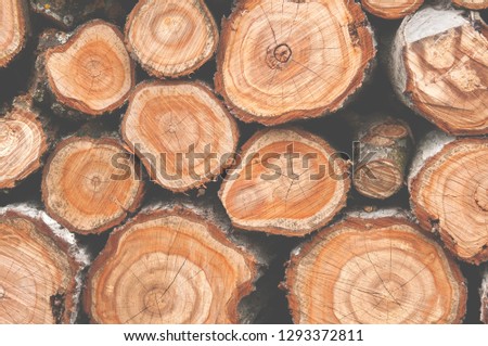 Cross section of many tree trunks. Matte colors. Cutting tree trunks for background