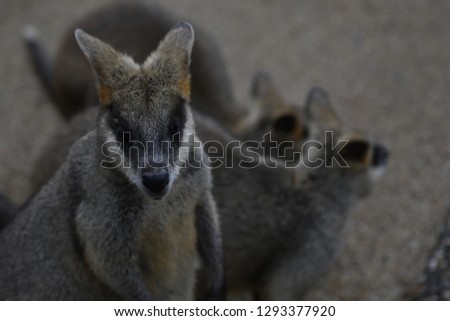 Wallabies Australia Mammal