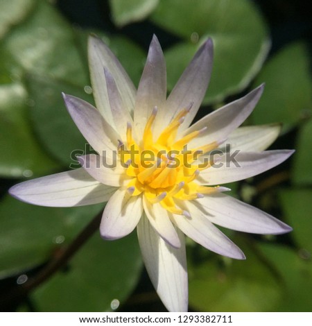 White waterlily in the pond