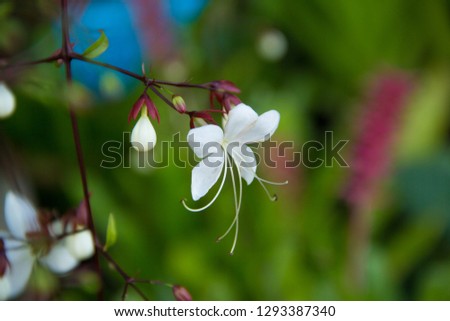 Clerodendrum Smithianum,Close up of Clerodendrum Smithianum and blurred background.