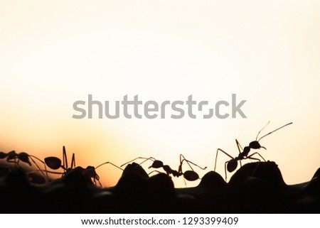 A colony of Green Ants having a conversation in a vine, abstract transparent of shape of ants at dusk, blur sunset background. Silhouette, selective focus. Leadership concept.