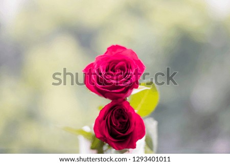 Roses image to celebrate valentine day 