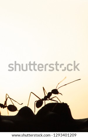 Couple Green Ants in a vine, abstract transparent of shape of ants at dusk, blur sunset background. Silhouette, selective focus. Leadership concept.