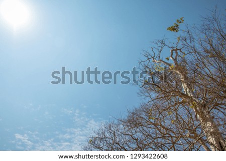 Beautiful tree on blue sky background - Image

