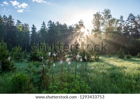 natural sun light rays shining through tree branches in summer morning with rain drops on wet foliage