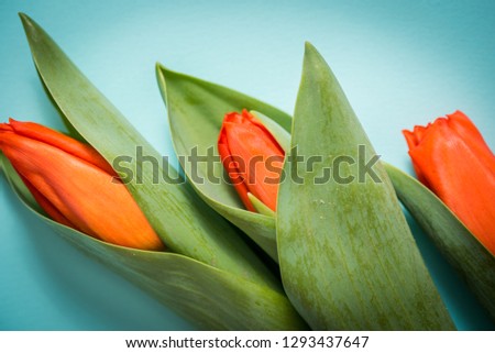 Colorful pink tulips on light blue paper background. Beautiful spring floral mock up for greeting card. Flat lay,