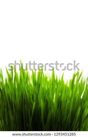 abstract green grass against white background