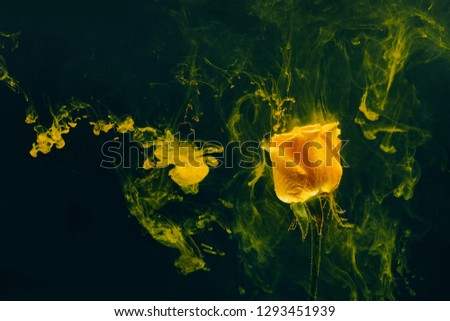 Yellow rose inside the water on the black background whith yellow acrylic paints. Watercolor style and abstract spring image of flower.