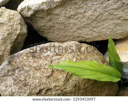 Rustic Stone and leaf Background