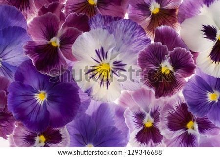 Studio Shot of Multicolored Pansy Flowers Background. Large Depth of Field (DOF). Macro.