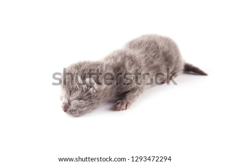 newborn british cat as very nice small animal isolated on white