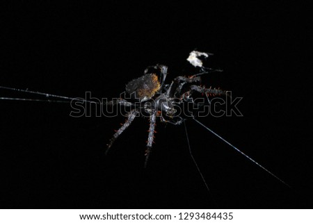Orange-haired orb-weaver spider, Neoscona sp., Araneidae in habitat at night.
