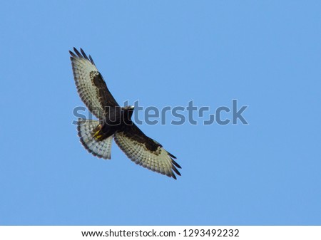 First-year dark morph Broad-winged Hawk (Buteo platypterus) flying over Chambers County, Texas in the United States during autumn migration.