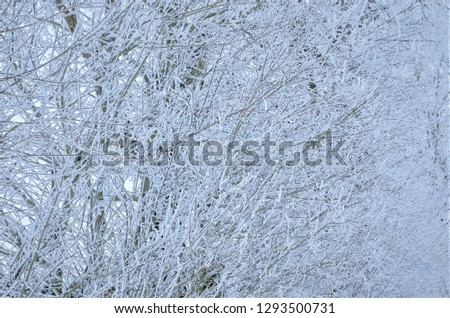 tree branches in hoarfrost background