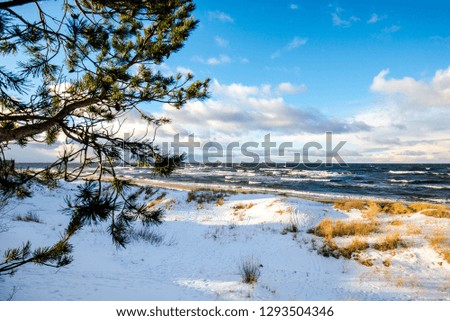 Pine trees and cold stormy waves and clouds over the North sea, Netherlands