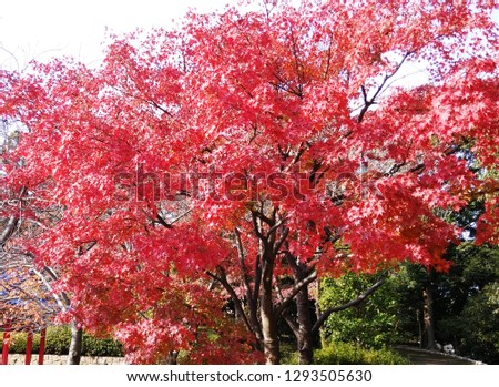 Japan Sakura tree