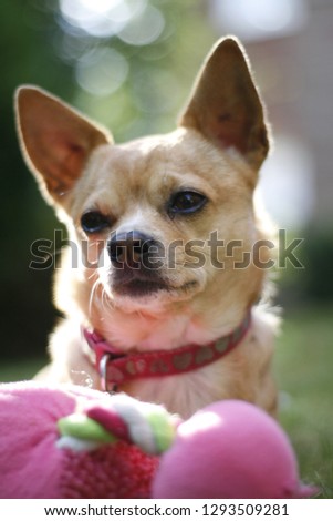 Chihuahua bokeh portrait
