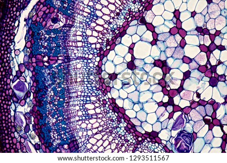 Lime tree (Tilia sp.) stem section under the microscope. Royalty-Free Stock Photo #1293511567