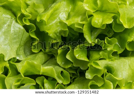 fresh lettuce salad close up, perfect for background