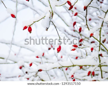 a picture with berries of frozen briar on white background