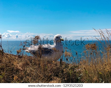 Seagull on the coast