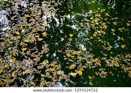 fallen leaves in water. green water