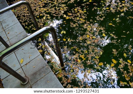 green water. old pool with fallen leaves