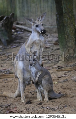 Red kangaroo family a large plant-eating marsupial with a long powerful tail and strongly developed hind limbs that enable it to travel by leaping, found only in Australia and New Guinea.