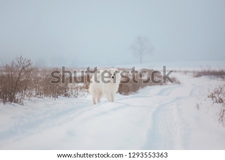 Dog in winter. Samoyed dog on a walk. Snow, cold, winter forest, white dog